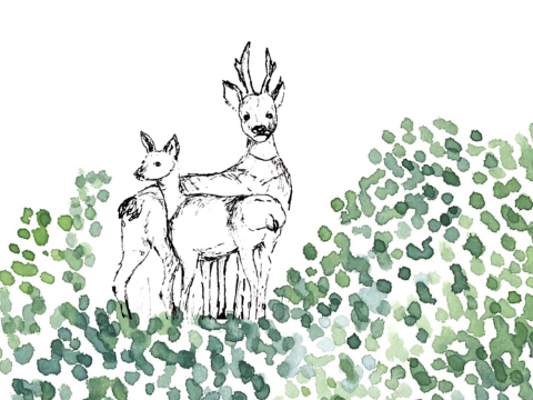 Illustration prestation cartographies domaines chasse et forêts - supports communication